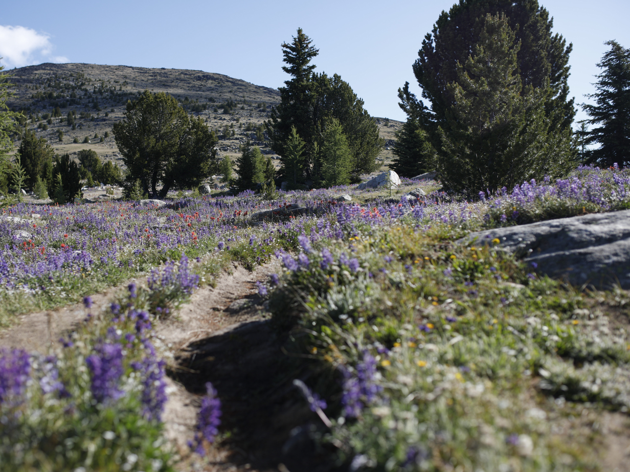 Tiffany Mountain by lsproat.png Tiffany Mountain by lsproat.png
