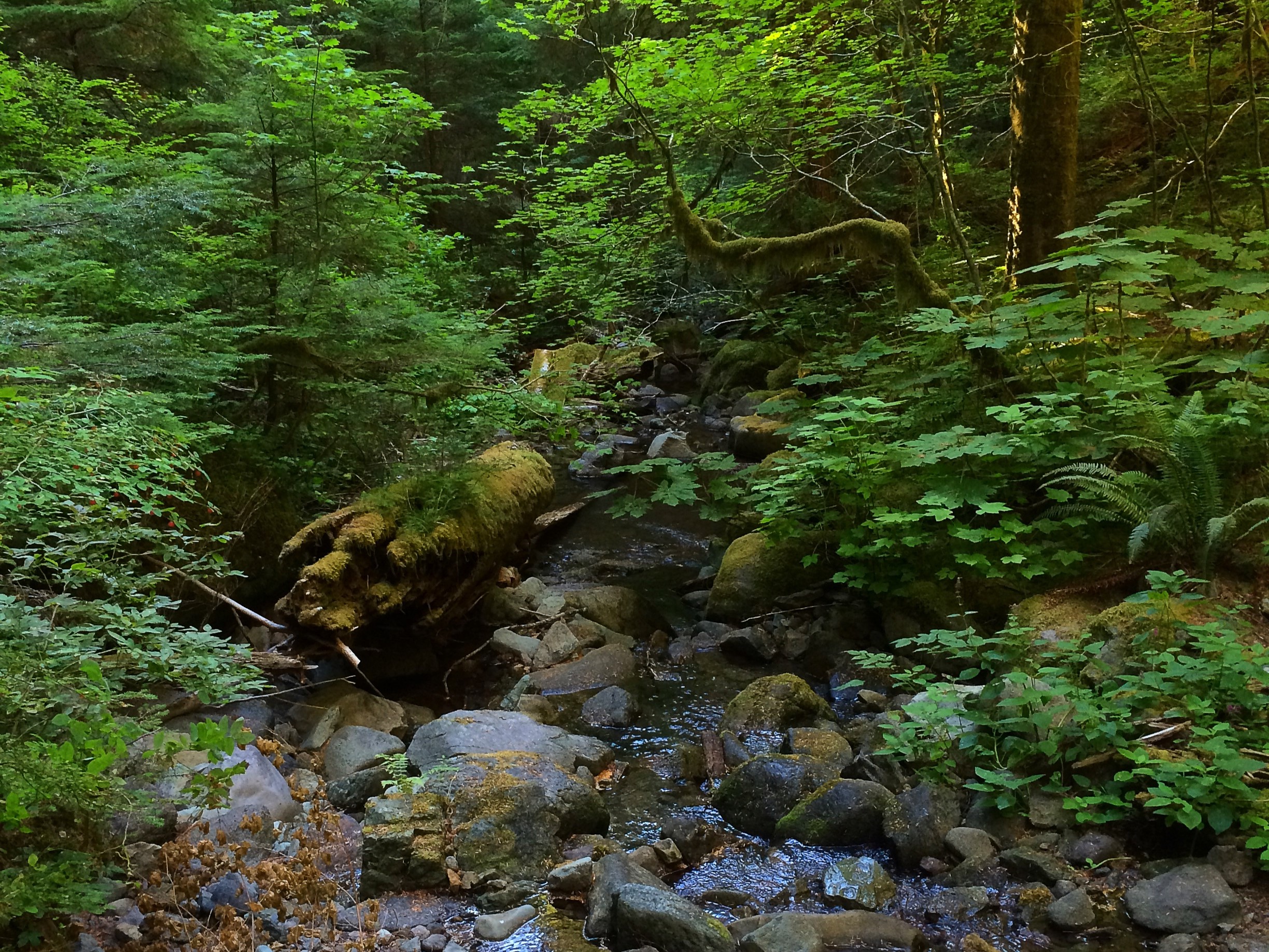 A small clear creek in the forest on in the Trapper Creek Wilderness. Photo by LynnMcD.