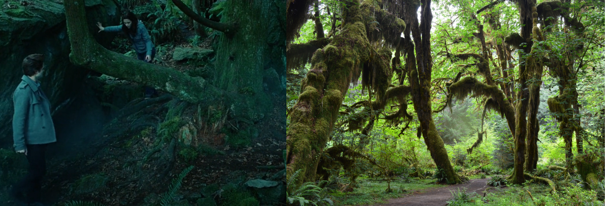 Green forest in Twilight and the Hall of Mosses trail. Photo by vikr. Mossy greenery in the forest in both the Twilight film and the Hall of Mosses trail. Photo by vikr.