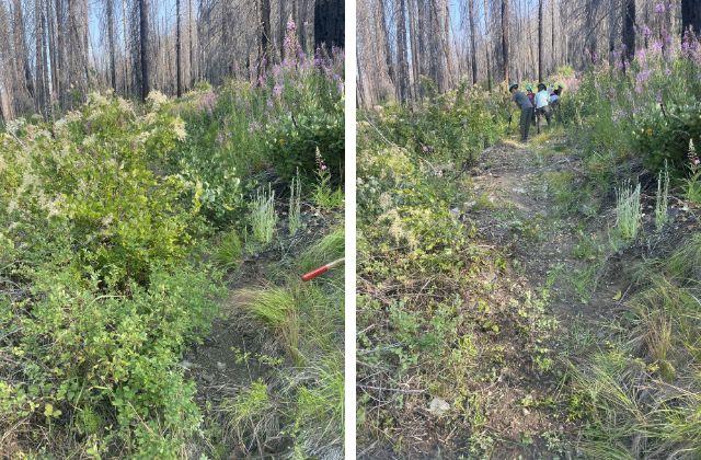 A side-by-side comparison of a section of trail being worked on . 