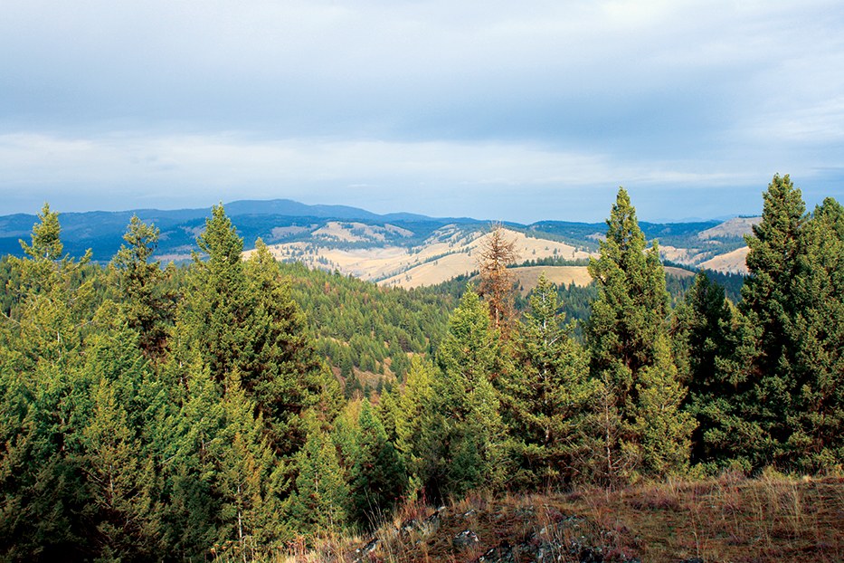 View through the trees to the valley below. WTA Archive. 