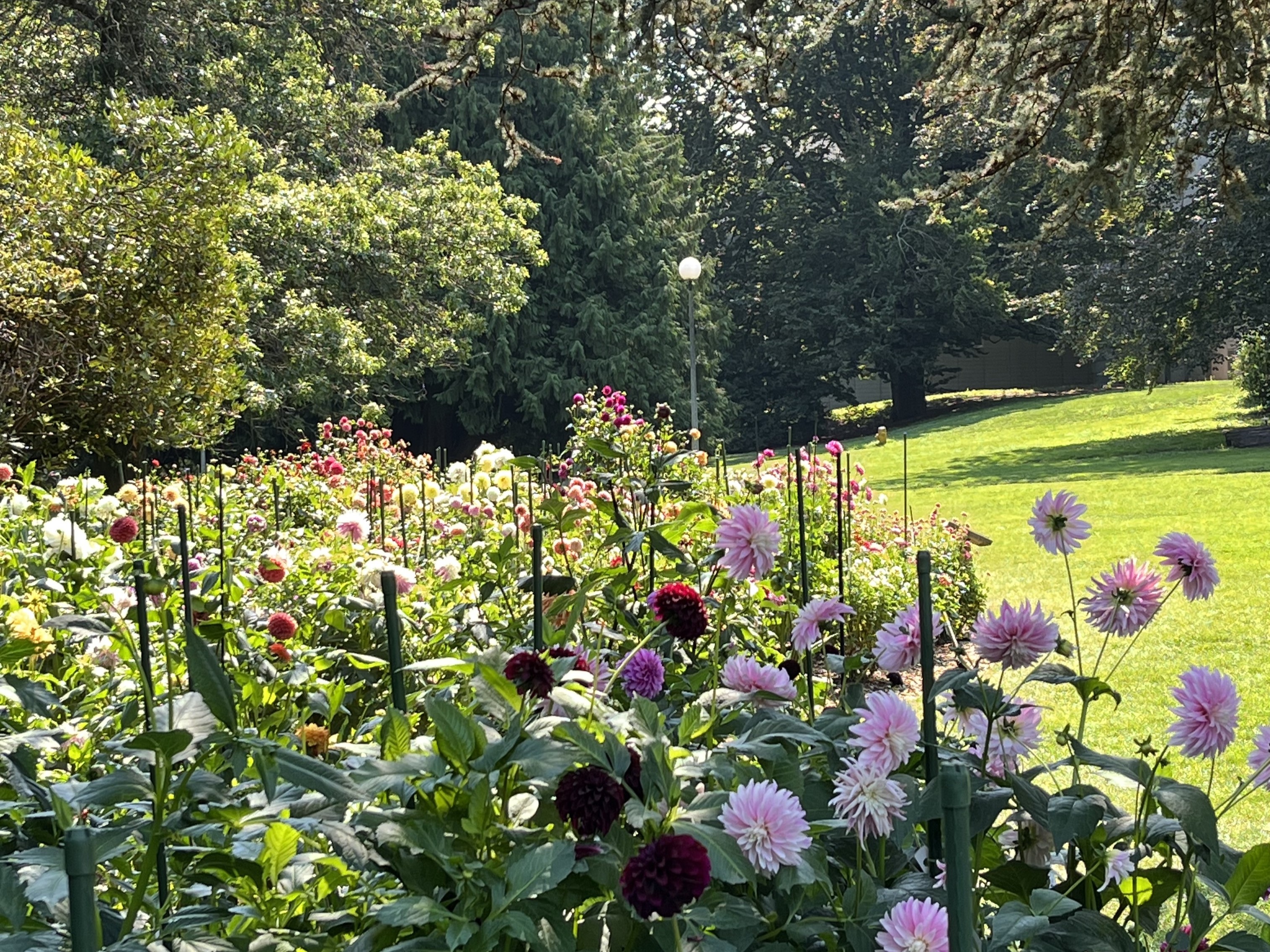 Volunteer Park. Photo by steffunny. Dahlias blooming at Volunteer Park. Photo by steffunny.