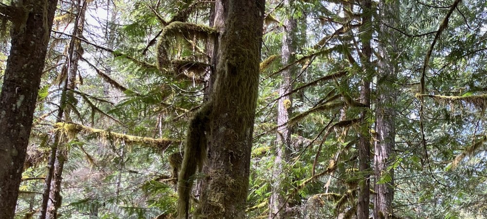 Shady hikes for hot summer days
