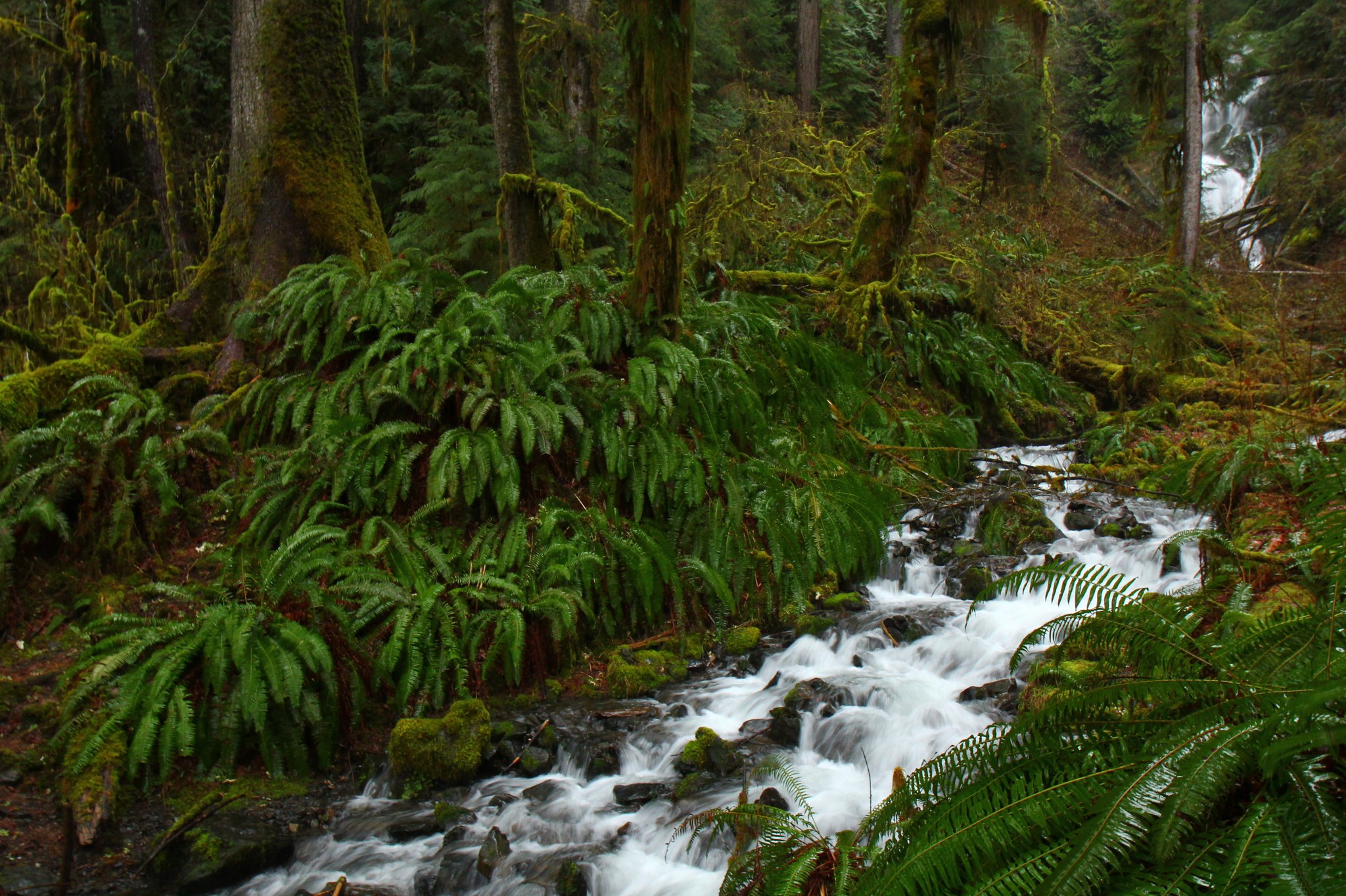 Hoh River by gemhikes.jpeg
