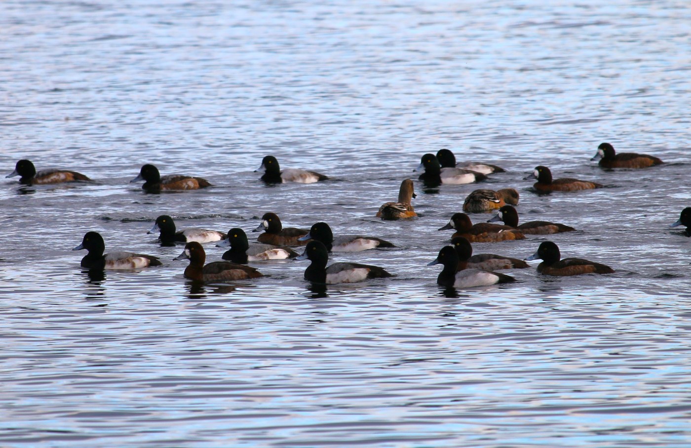 A group of about 20 lesser scaup ducks swim in Lake Washington near Magnuson Park. 