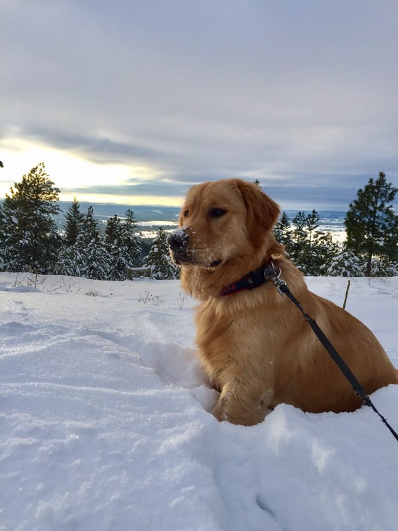 Antoine Peak-Robbins Road Snowshoe Loop. Todd. A golden retriever sits in the snow on this snowshoe road near Spokane.