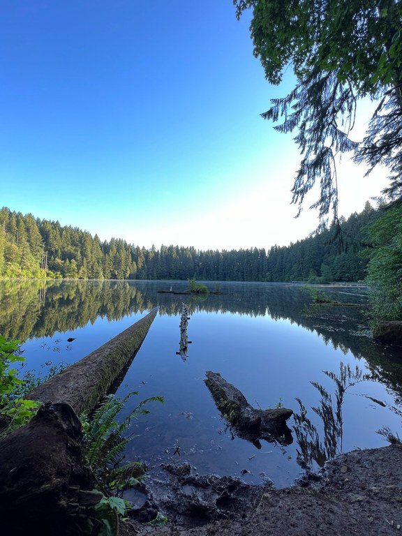 Trees surround a forested lake. Mud encrusts the shore from where the photo was taken.