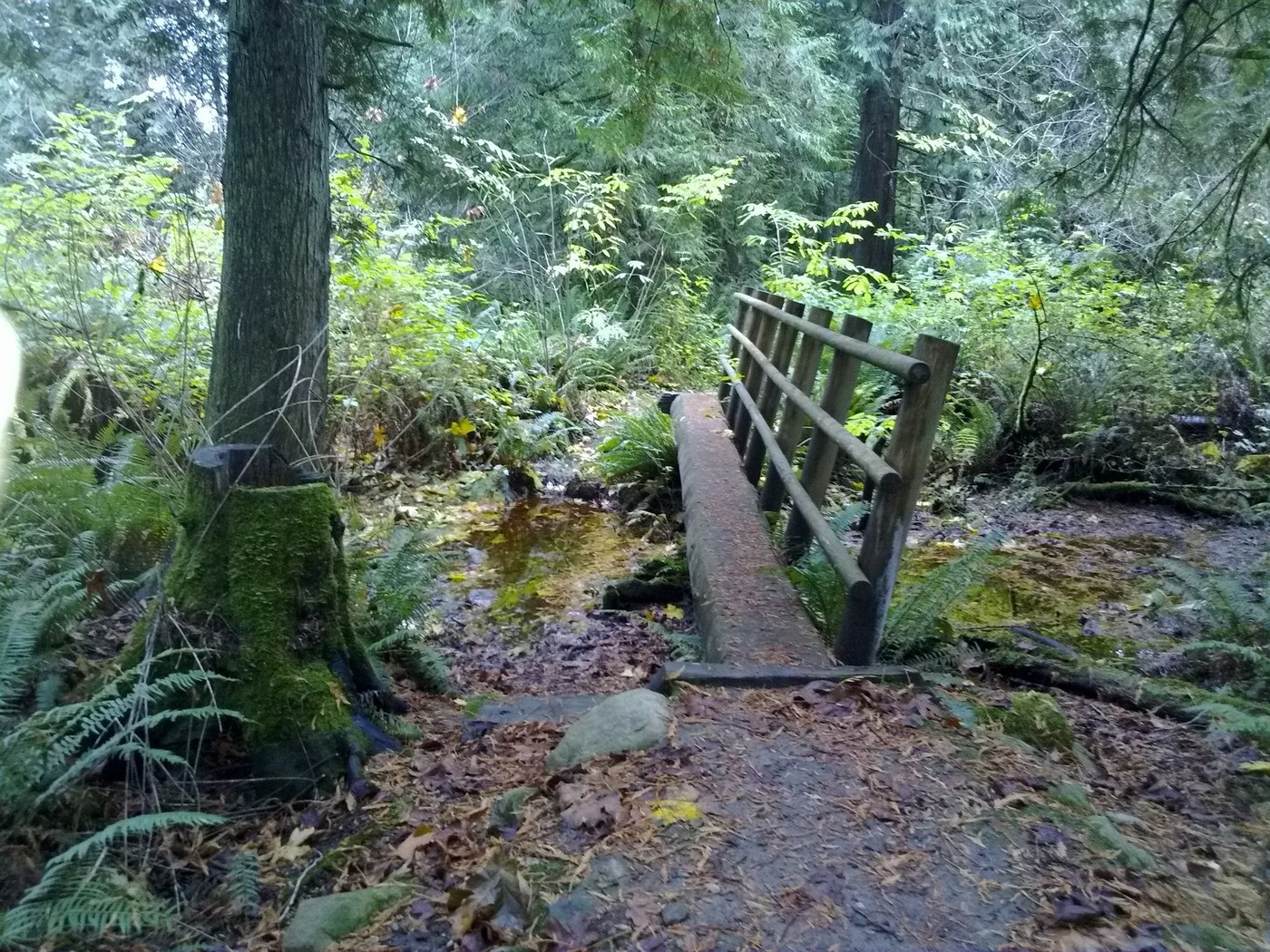 A log bridge crosses a small creek. Photo by whitebark. 