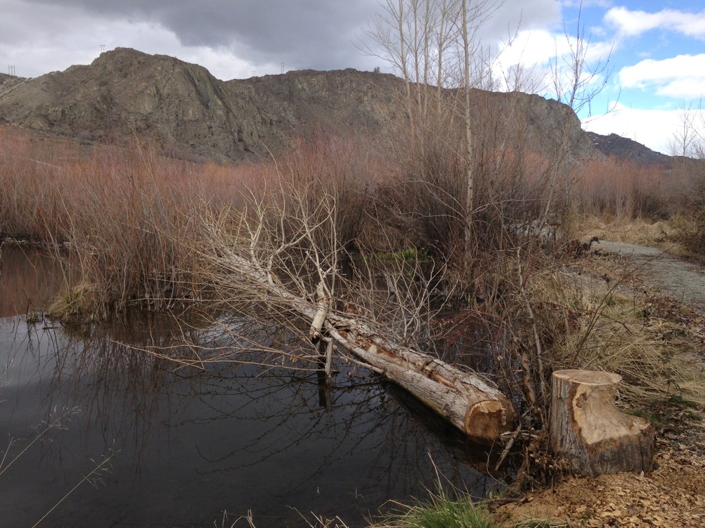 Beebe Creek Wildlife Area Photo by austineats.jpeg