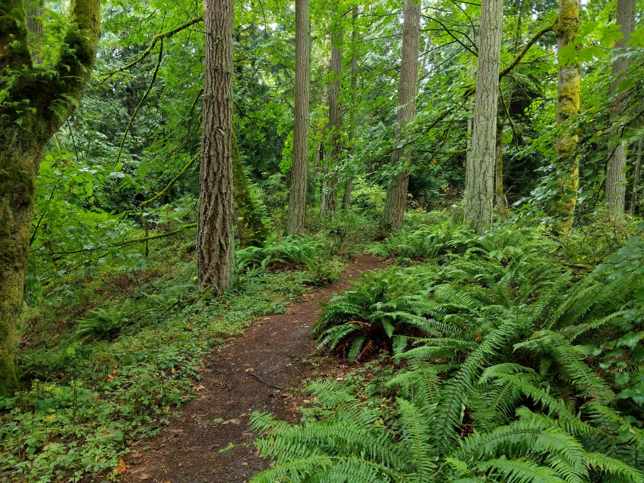 boeing creek park_erika haugen goodman.jpeg