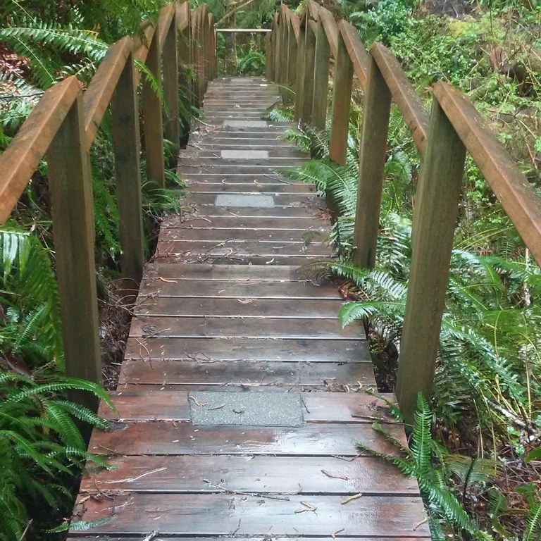 A boardwalk with stairs slices through a verdant forest.