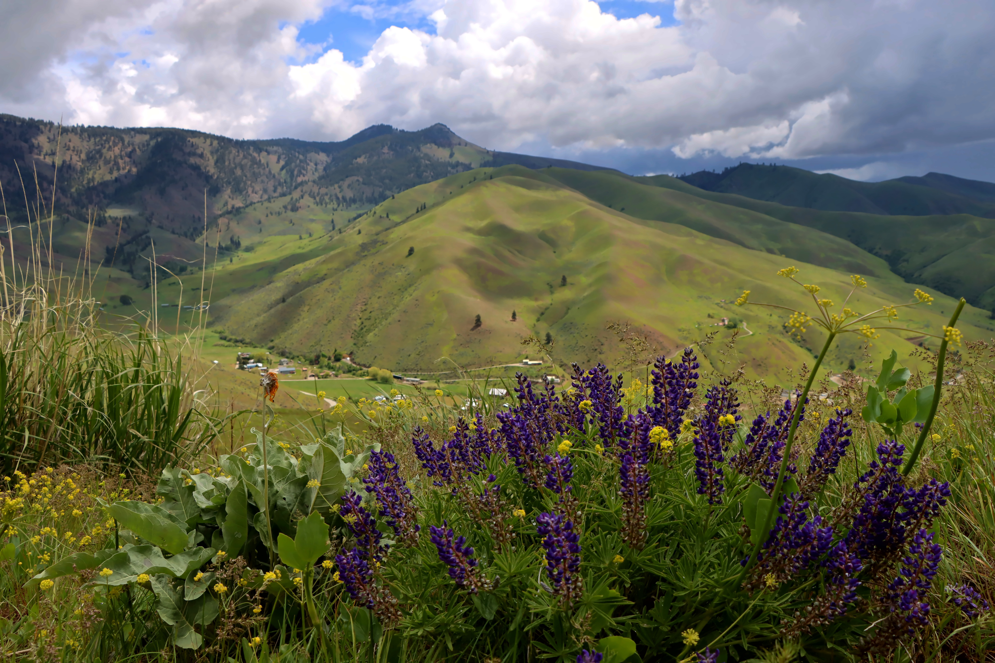 Grassy rolling hills at Cashmere Canyons Preserve by IronBoots