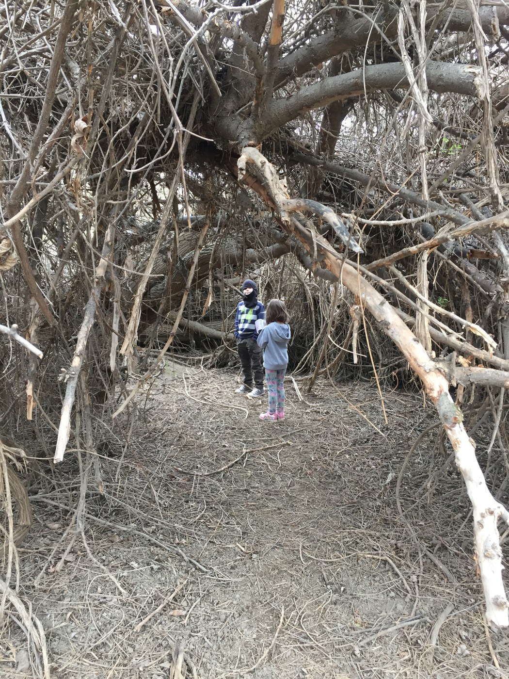 Two kids stand on a trail under arching branches. 