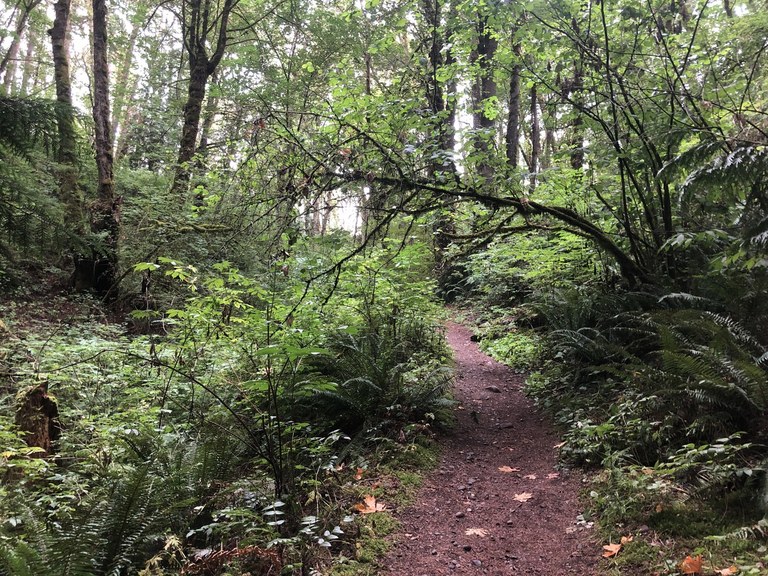 The forested trail along the Clark's Creek Park Loop. Photo by johndinh. 