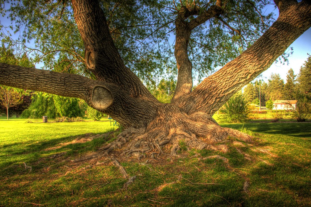 A large majestic tree with multiple trunks. Photo by James Hawley. 