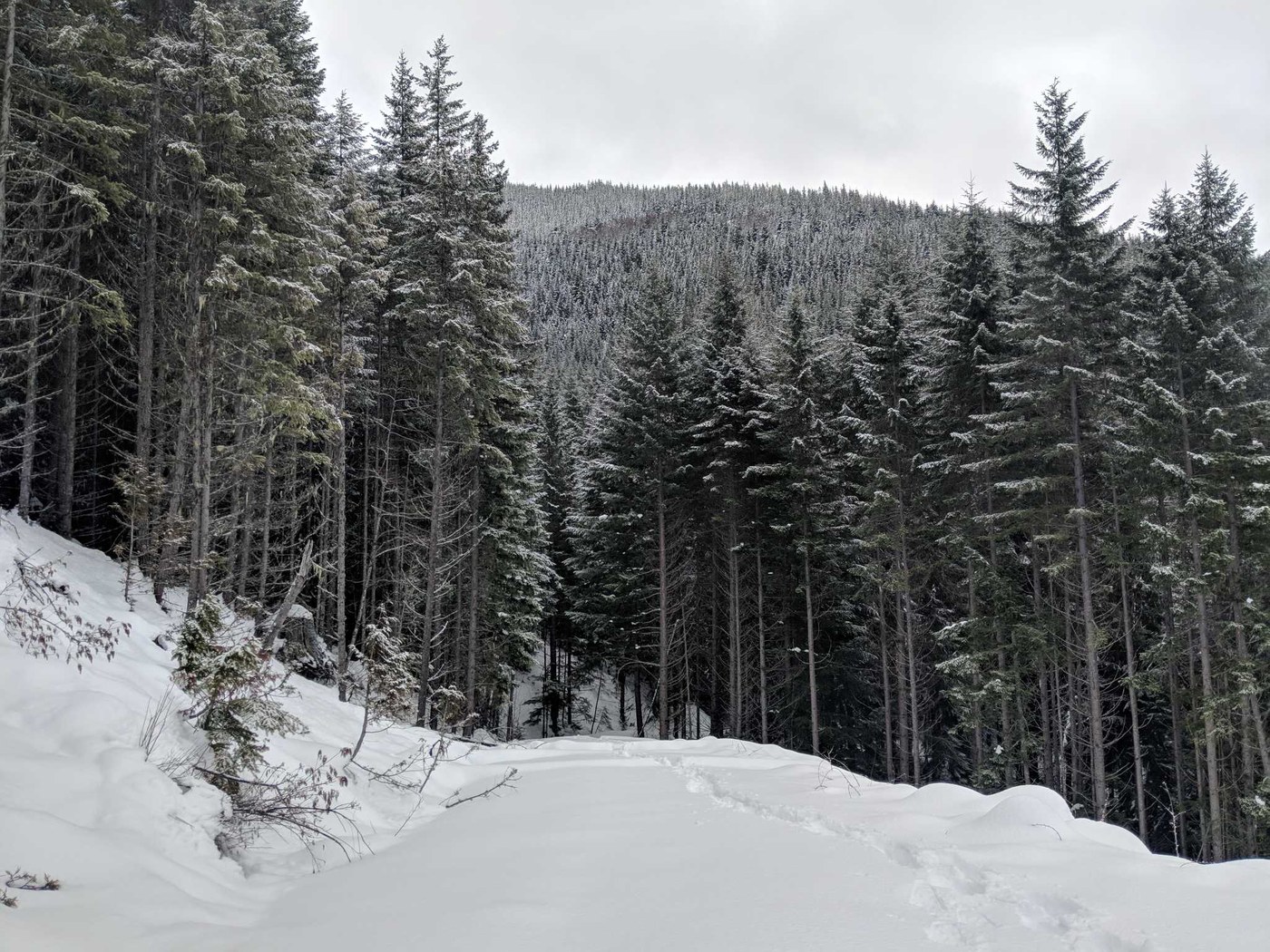 Dalles Ridge Snowshoe. CarolineMD. A snowy road near Mount Rainier with trees all around.