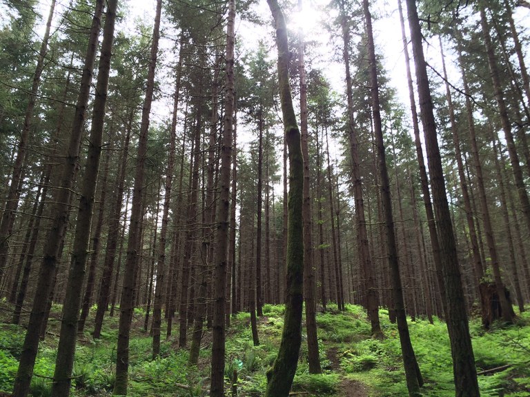 Dockton Forest. Photo by AlexKyger.