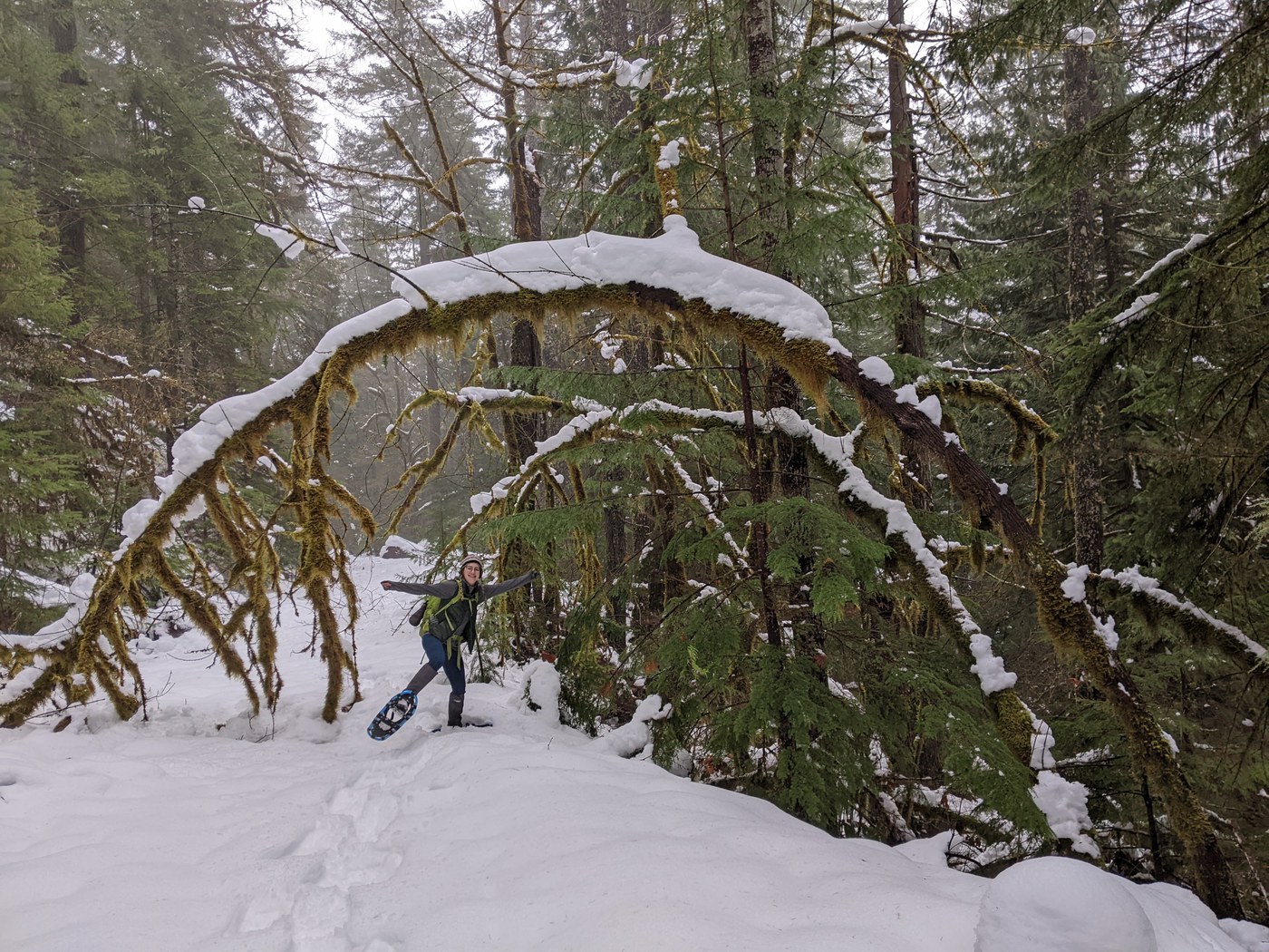 Dosewallips River Road. Juli Hoza. A person holds up a snowshoe on a snowy road bordered by mossy trees.