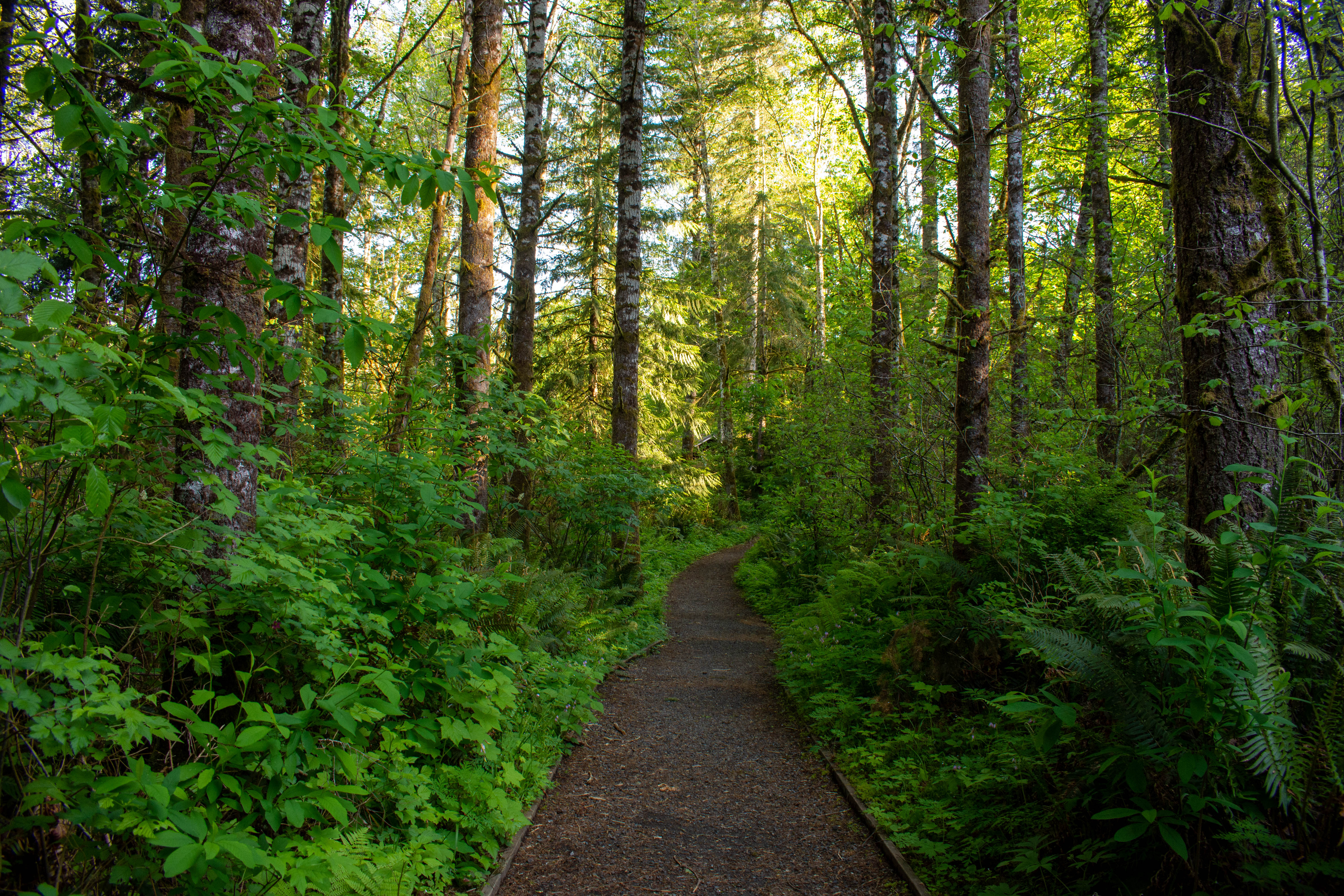 Capitol State Forest - McLane Creek by lpick10.jpg