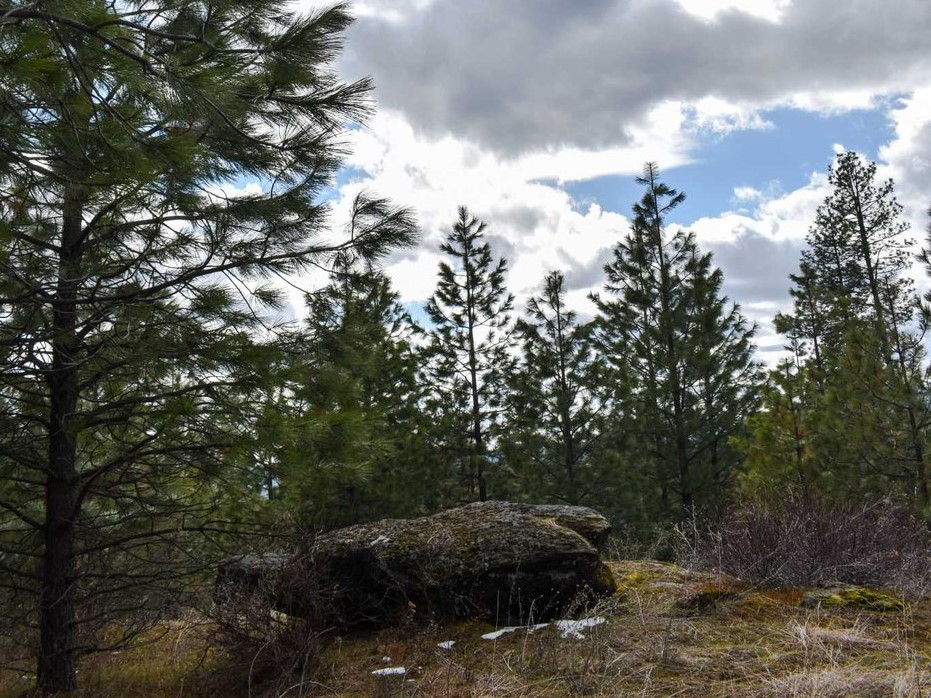 A large rock rests on an open patch of ground, surrounded by pine trees. There are blue skies and very faint patches of snow.