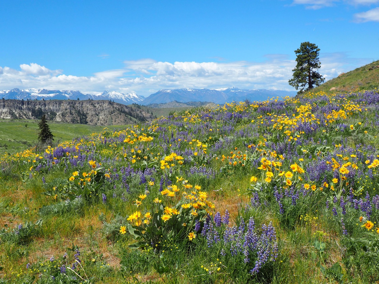 Wildflowers at Horse Lake Reserve by Lucy