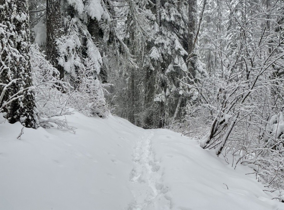 A snowy trail through trees.