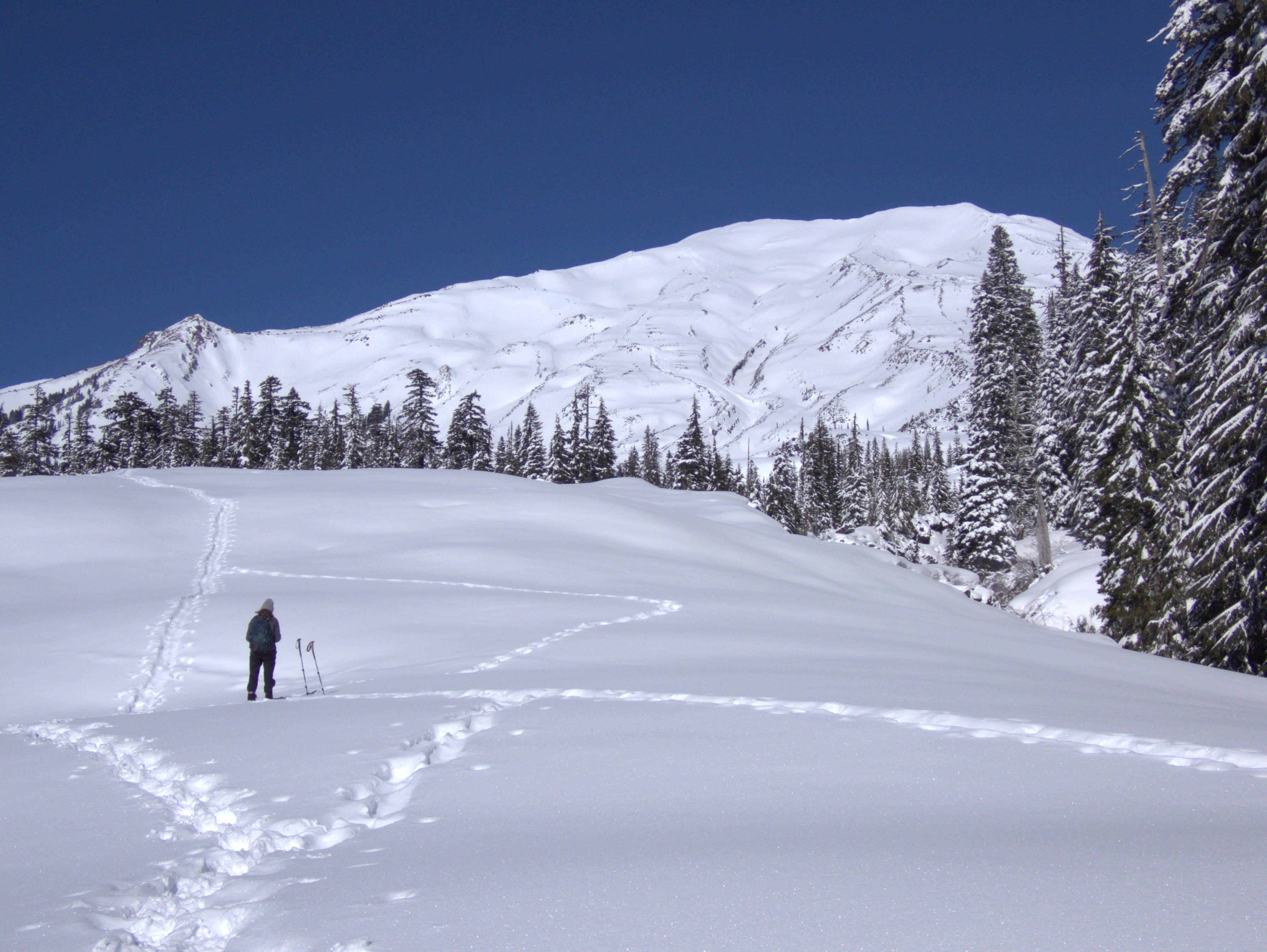View of Mount St. Helens from the June Lake trail past the lake. Photo by tacoma245.