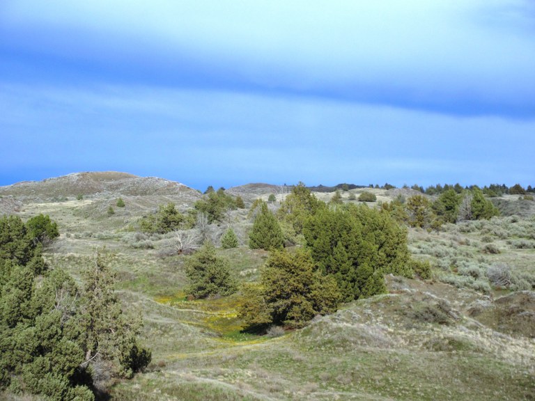 Juniper Dunes Wilderess by Froof_D_Poof.jpeg