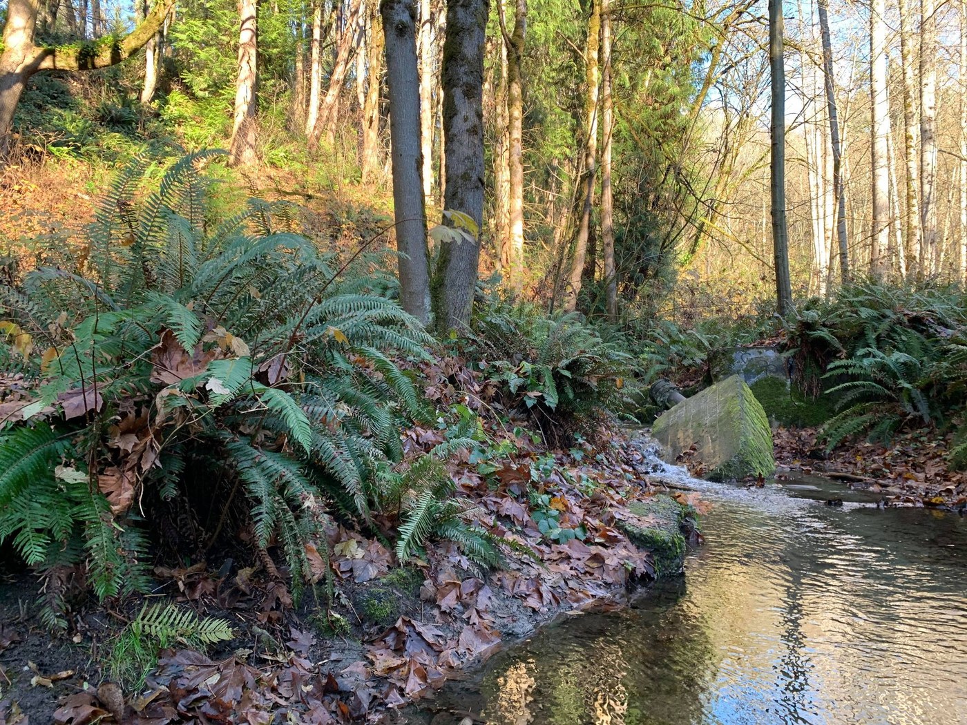 A small, shallow creek flows on the righthand side. Large ferns and some trees are on the shore to either side and the ground is covered in a thick layer of fallen leaves.