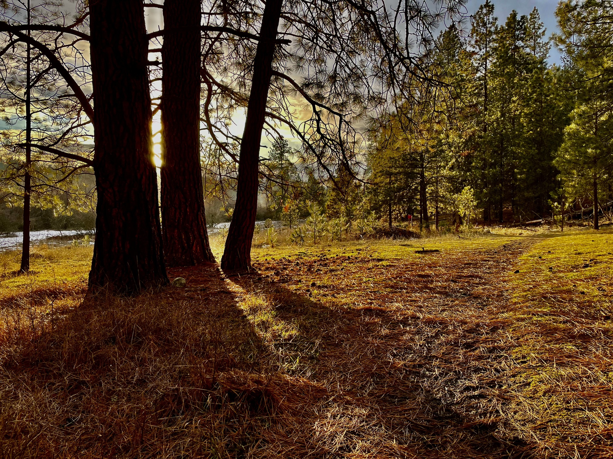 A winter's day with a dim sun on the Knothead Loop in the Little Spokane River Natural Area. Photo by trip reporter TrailKat.