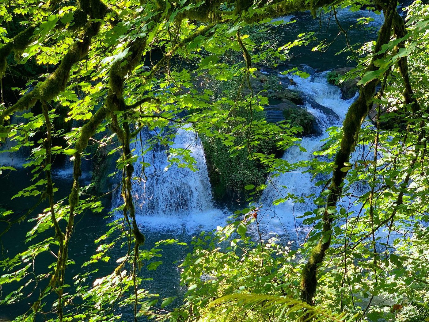 The waterfall seen through the leaves.