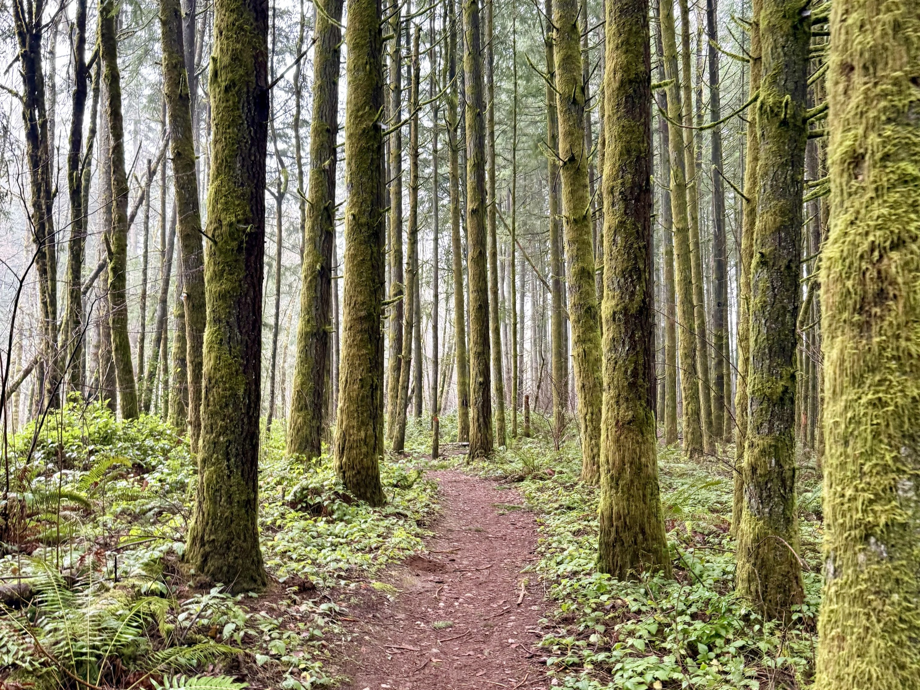 Trees lining the trail in winter at LBA Park. Photo by lpick10. 