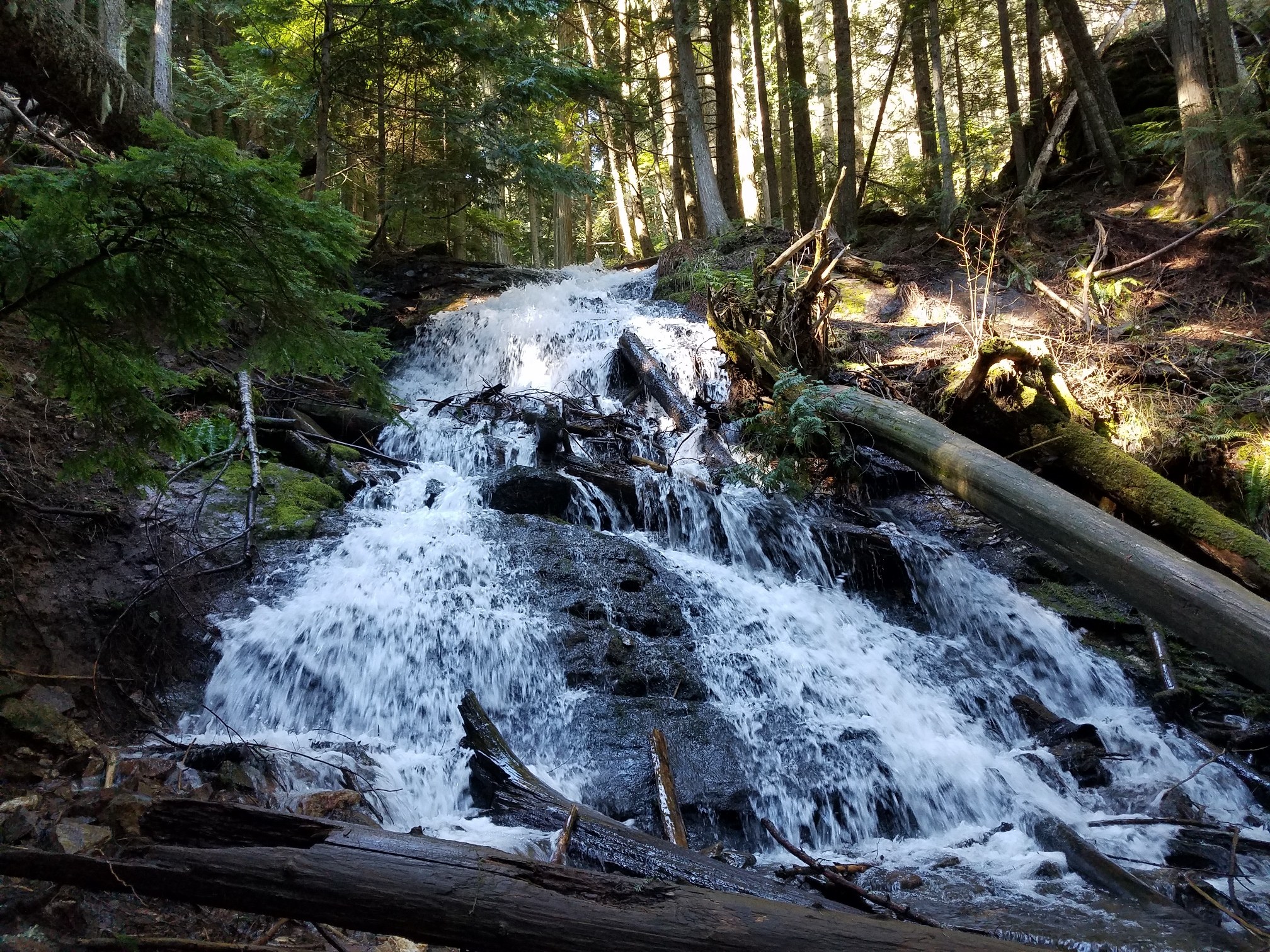 Liberty Creek Falls spilling through the forest