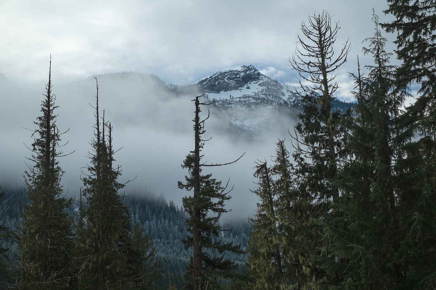 LIttle Wenatchee River Road Snowshoe. ehiker. A view of a snowy and misty forest.