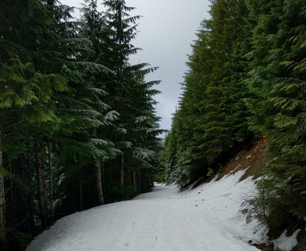 Mallardy Ridge Snowshoe. Clrza. A snowy road near the Mountain Loop Highway.