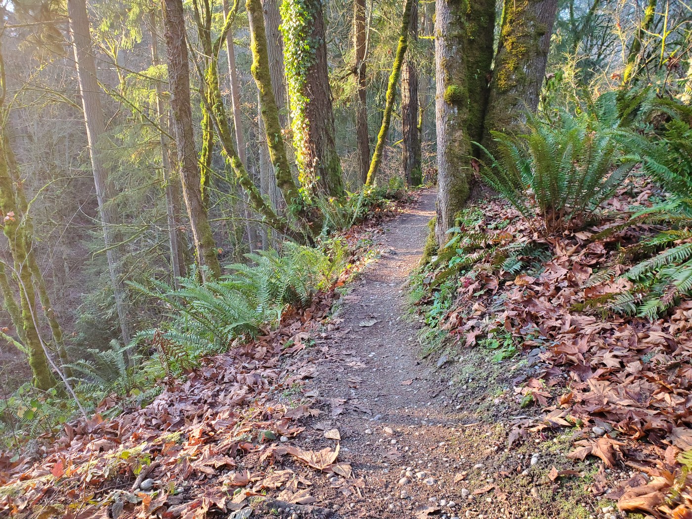 A section of trail covered in fall leaves. Photo by noirange. 