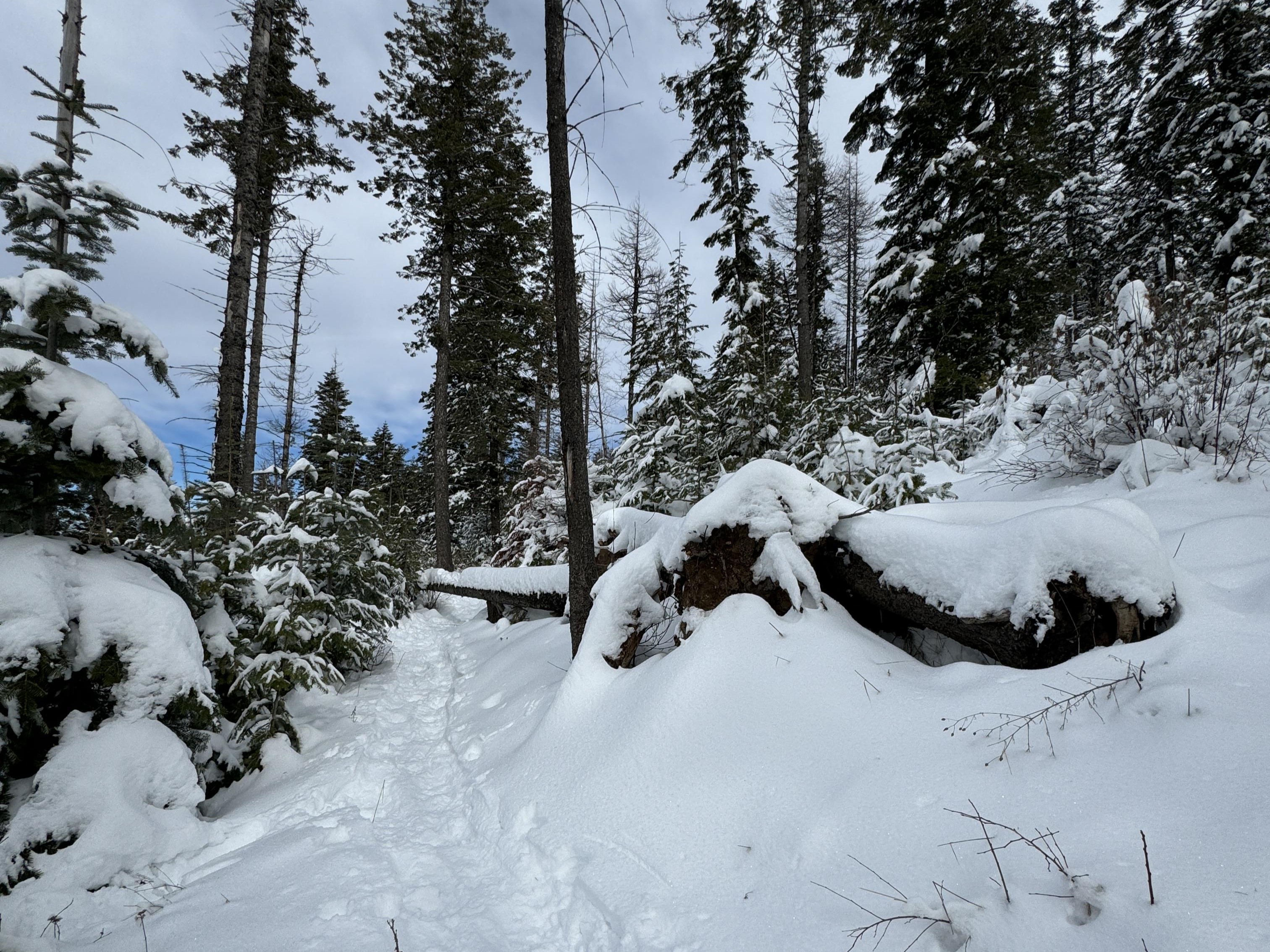 Snowshoe track on Mica Peak. Photo by areizik@gmail.com.