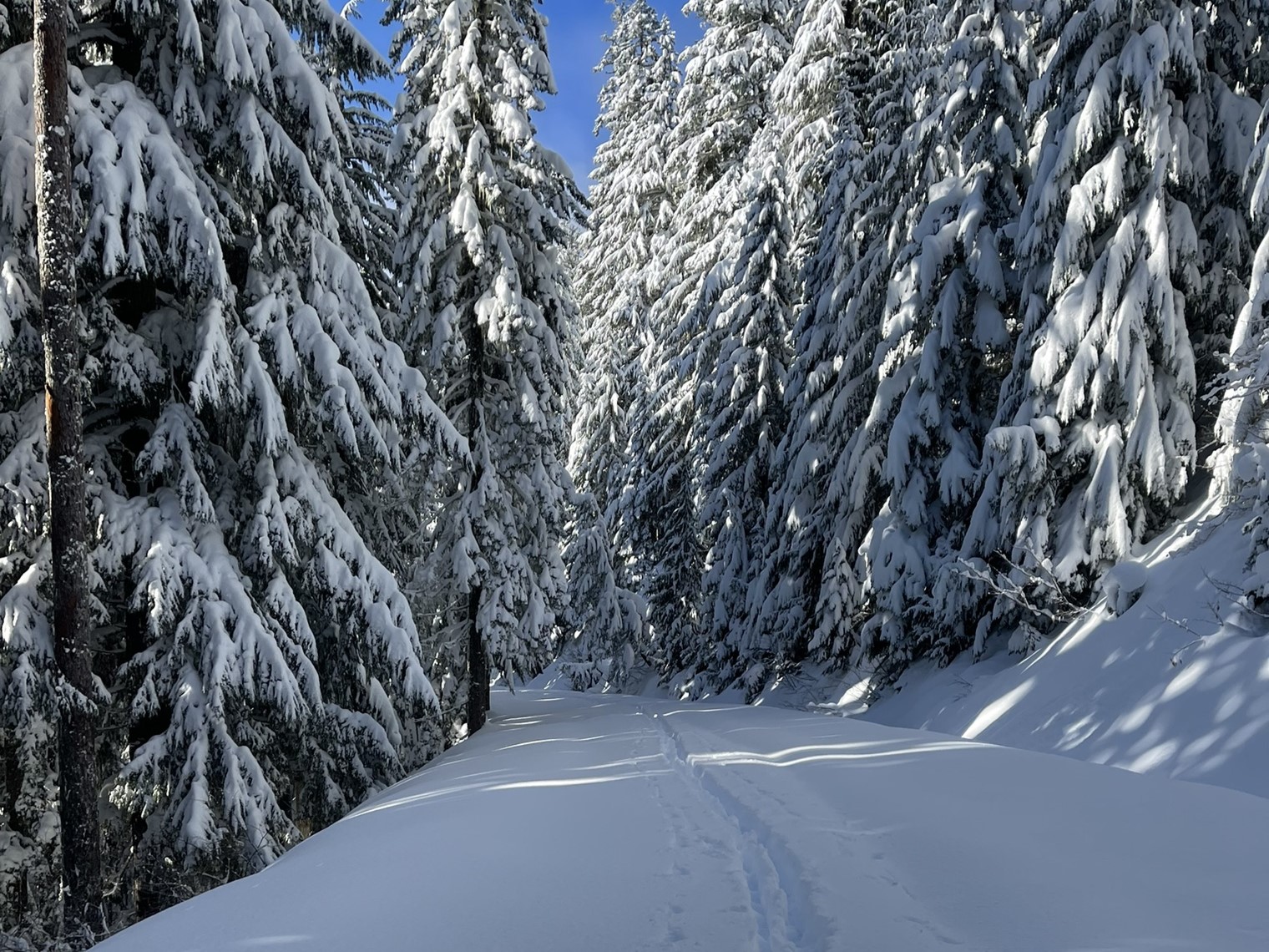 Cross-country (XC) ski tracks on the Mowich Road snowshow. Photo by NWFlyGuy.