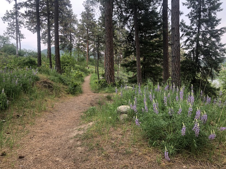 Peshastin Mill Trail. Photo by Claire Thompson. Ponderosa pines and wildflowers along the Peshastin Mill Trail. Photo by Claire Thompson.