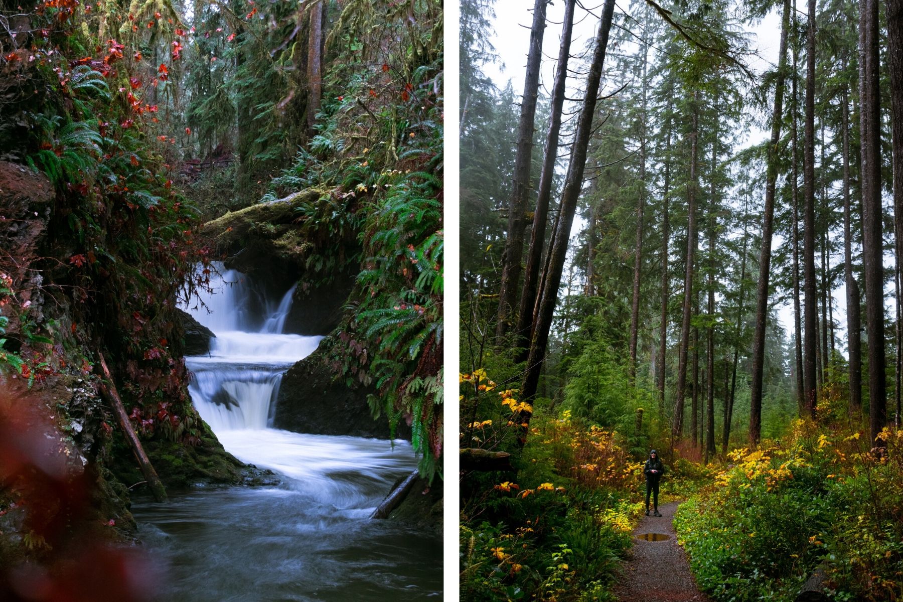 Quinault National Recreation Trails. Photo by KatieJM.jpg