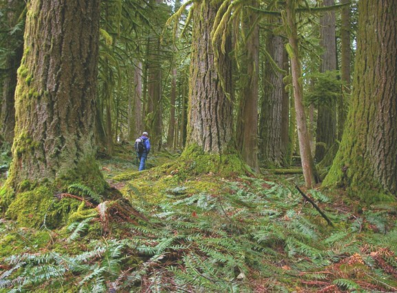 A hiker walks among the old-growth forest of Rockport State Park. Trees tower above them and ferns clutter the forest floor.