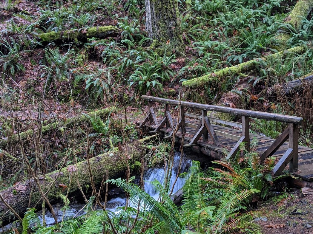 A sturdy wooden bridge crosses over a small, rushing creek. The bridge is surrounded by thick sword ferns and mossy logs.