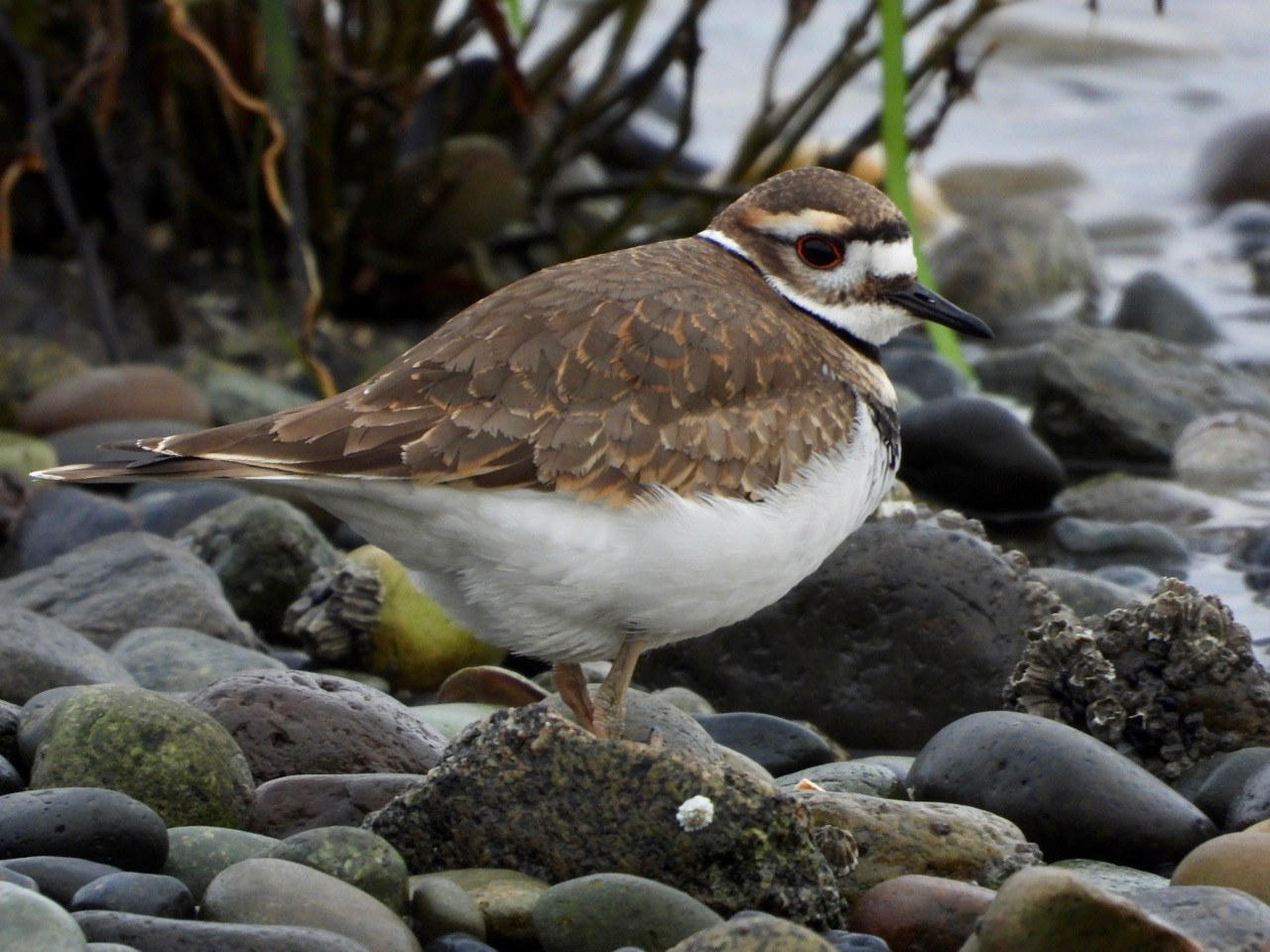 A killdeer sits on a rock beach. 