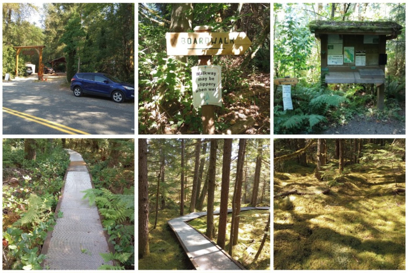 A mosaic of 6 photos of boardwalks, a trailhead, and fern-filled forest. 