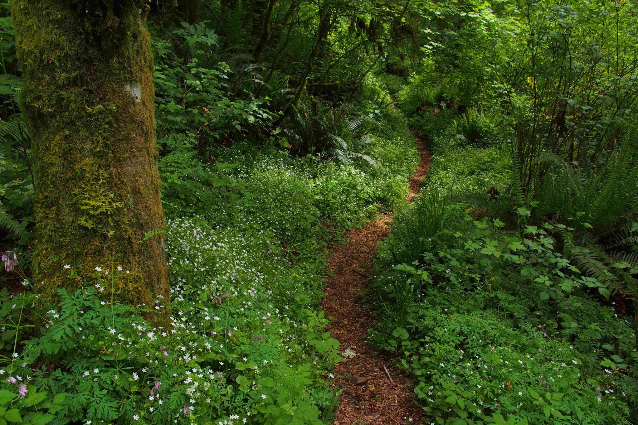 Spring Lake Lake Desire Park. Photo by Erwin Buske..jpeg