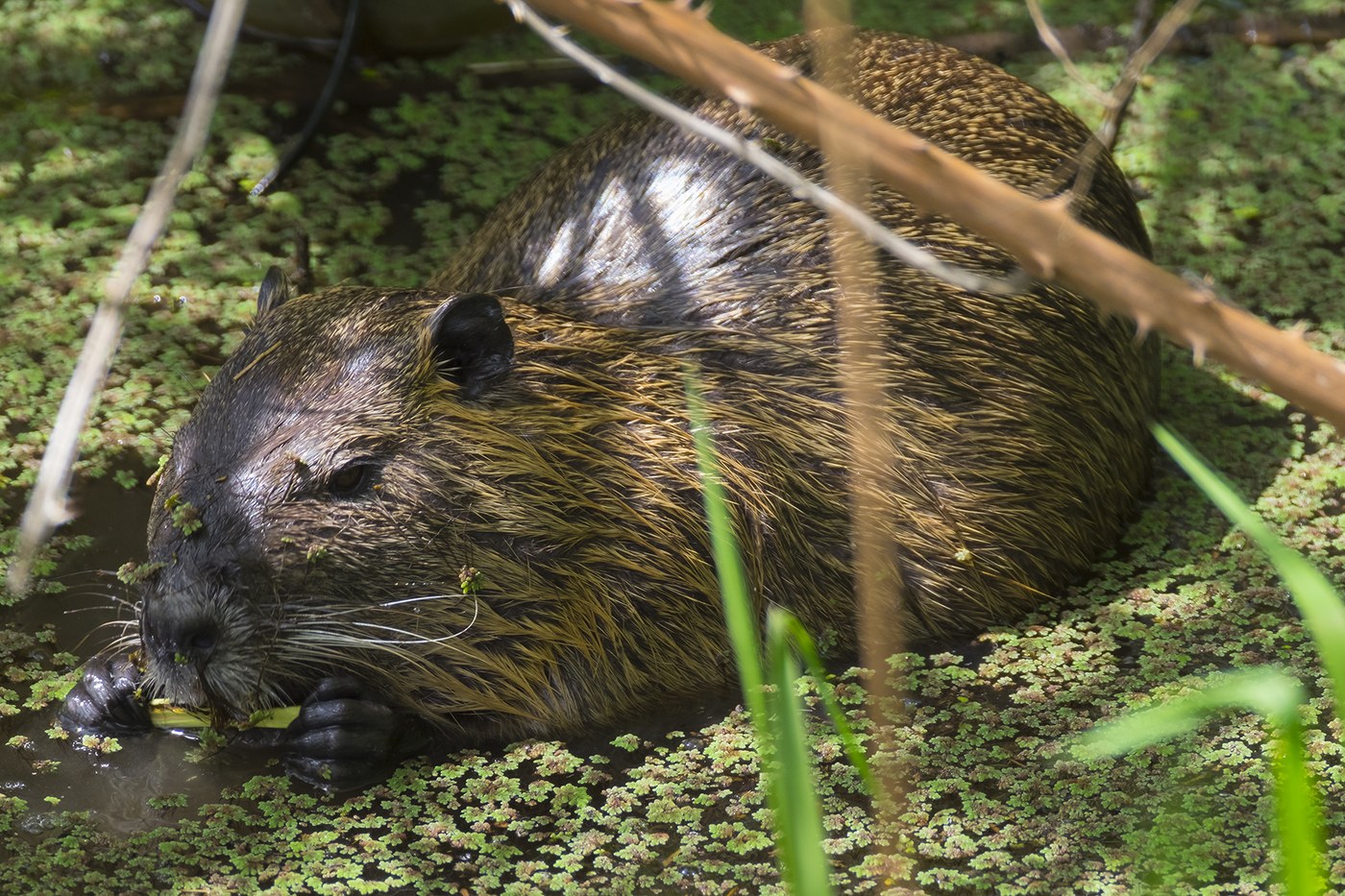 A nutria munches on a small plant while standing partially submerged in a lake.