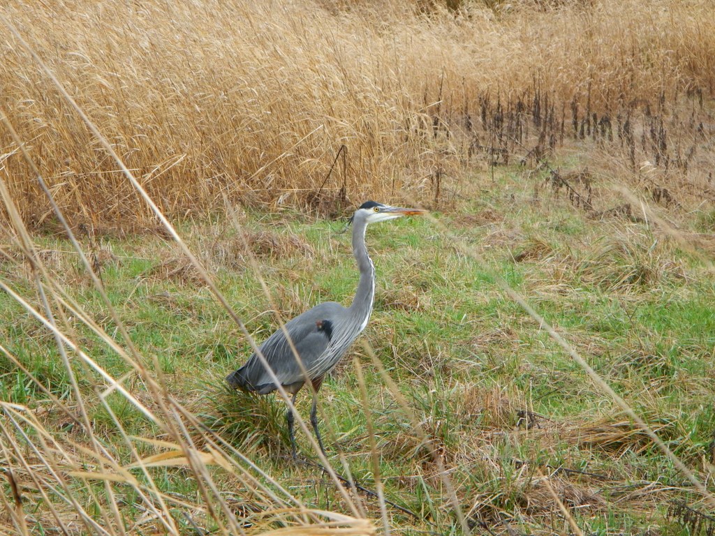 Steigerwald Lake National Wildlife Refuge Photo by BeaverDawg.jpeg