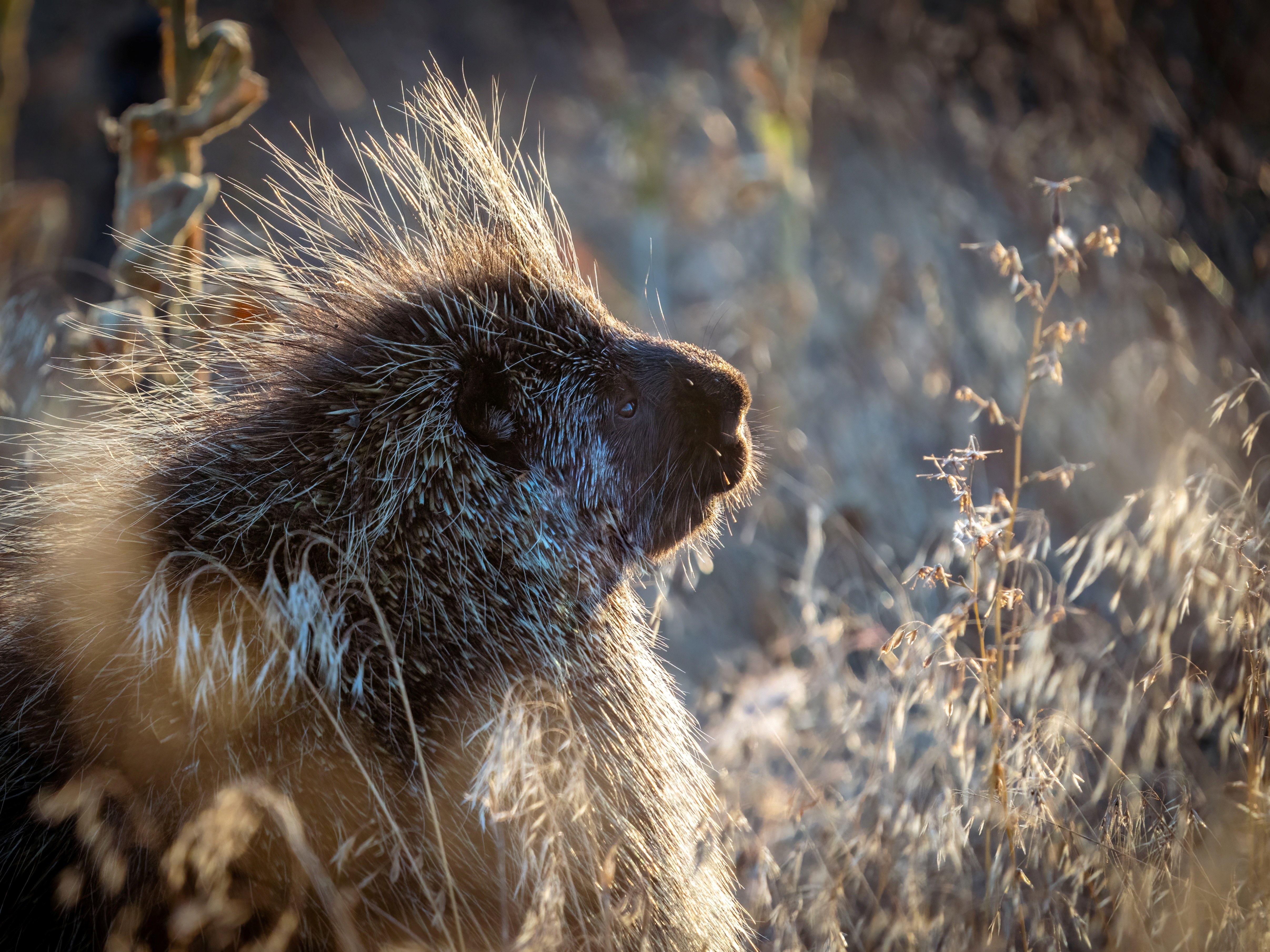 A porcupine at the Turnbull National Wildlife Refuge. Photo by Gabi Sciuchetti.