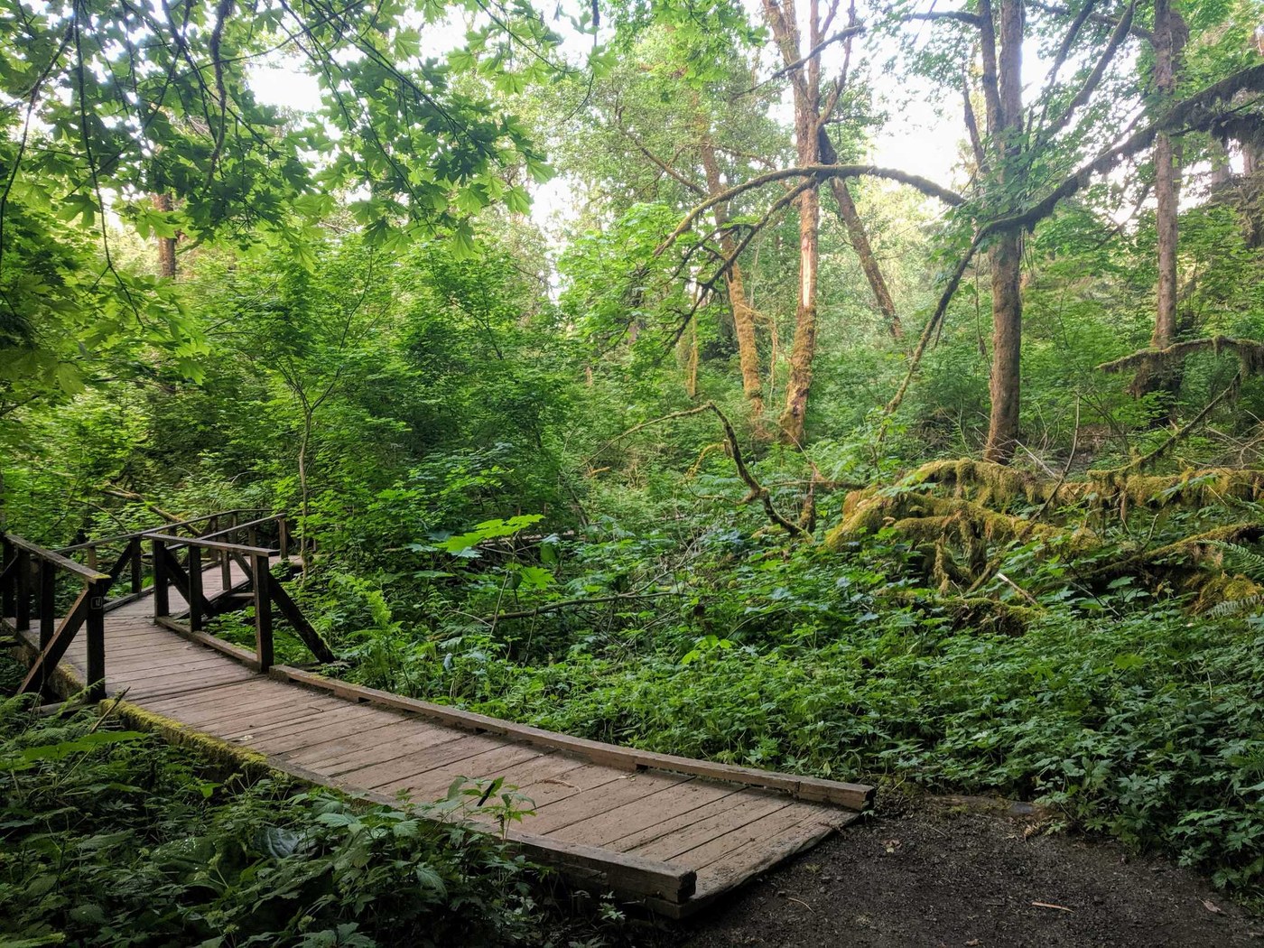 A boardwalk curves through a lush green forest. Photo by schmerica79. 