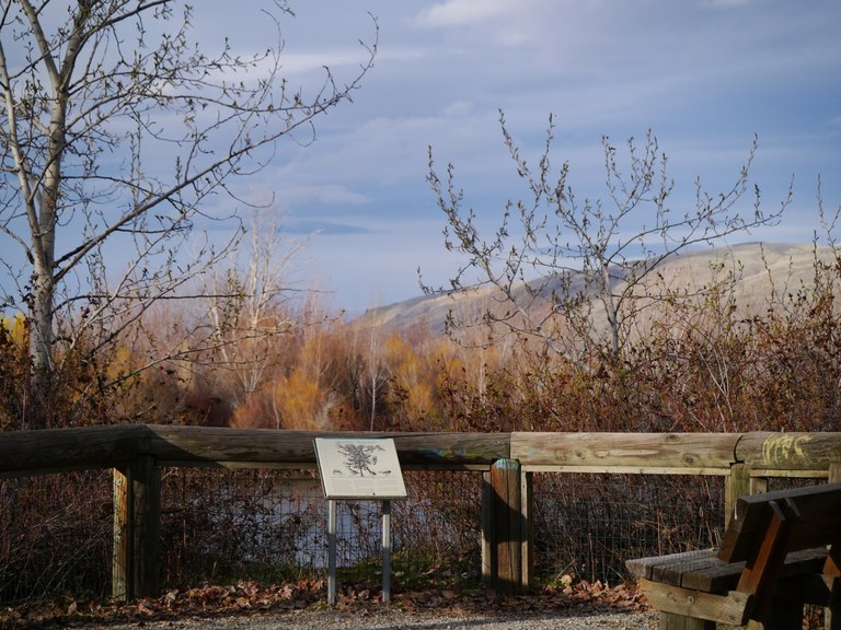 An interpretive board and bench sit on a boardwalk among a riparian area. Water sits below, with leafless trees surrounding from above.